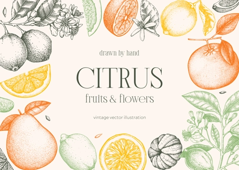 Citrus fruit frame design. Hand drawn vector illustration. Healthy food sketches. Engraved summer background. NOT AI generated